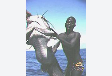 1730_Giant Malawi Catfish_Bathyclarias gigas.jpg